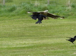 FZ015617 Red kite (Milvus milvus) almost crashing with Carrion Crow (Corvus corone).jpg